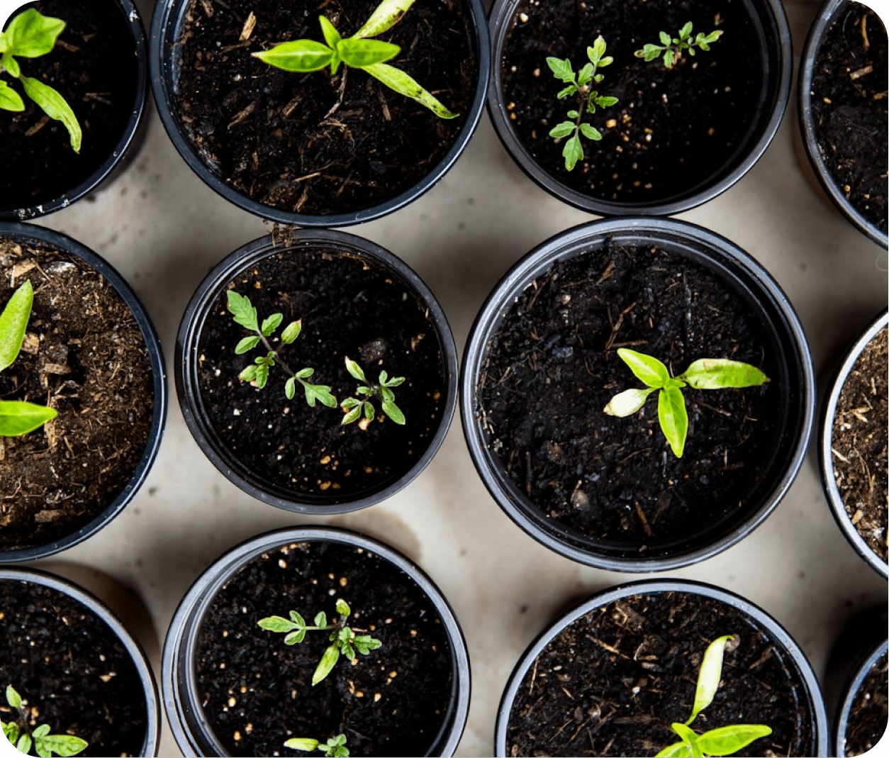 Gambar Tentang Kanigara Nurseries